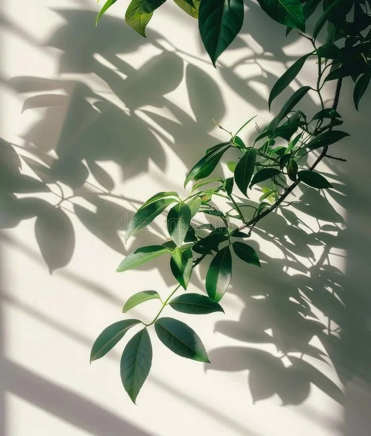 Green plant with pointed leaves casting shadows on a white wall.