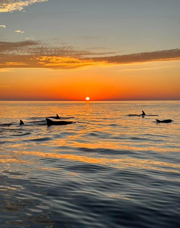 Sunset over the ocean with a group of dolphins swimming near the surface, silhouetted against the colorful sky.