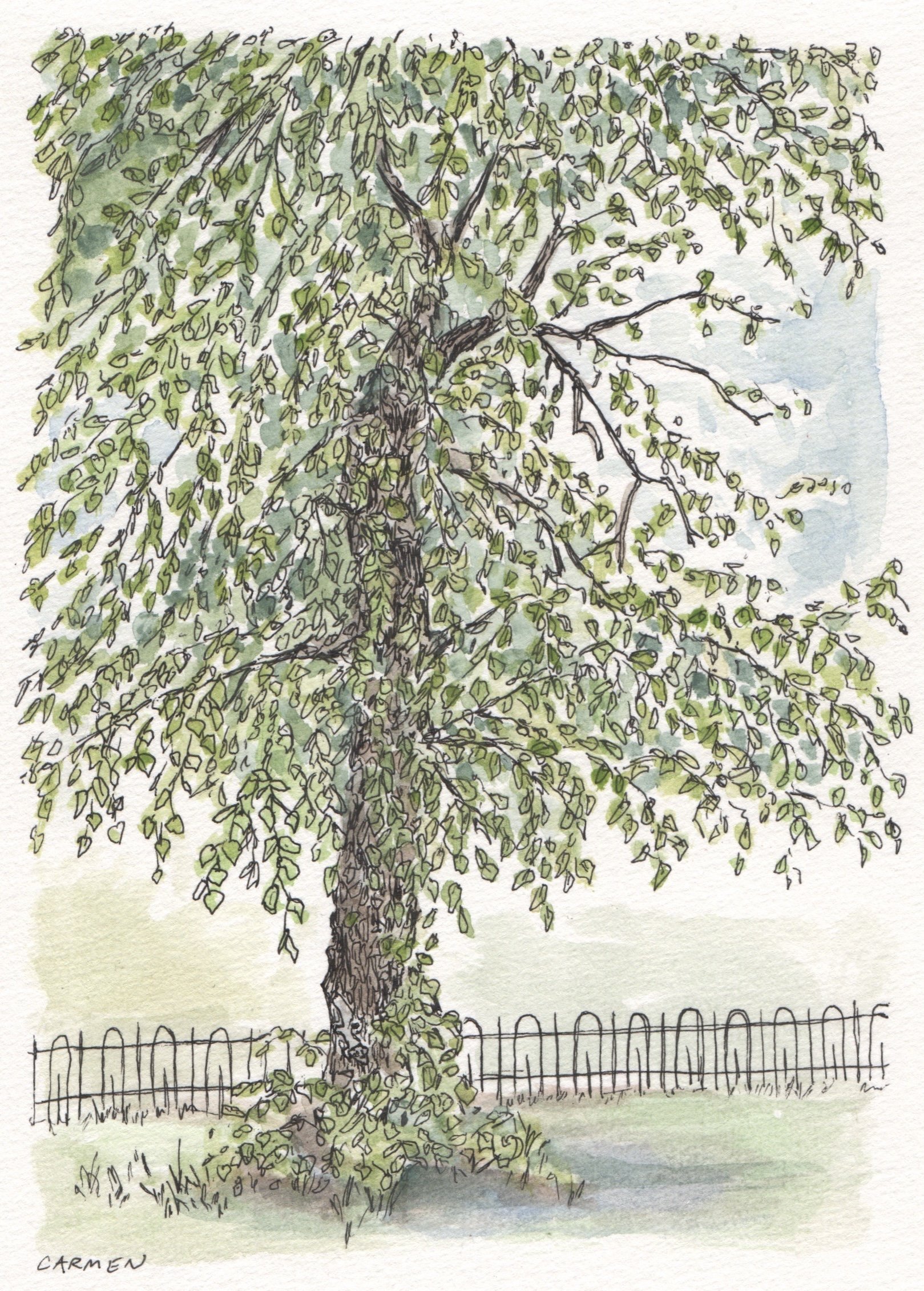Charlton Park Tree