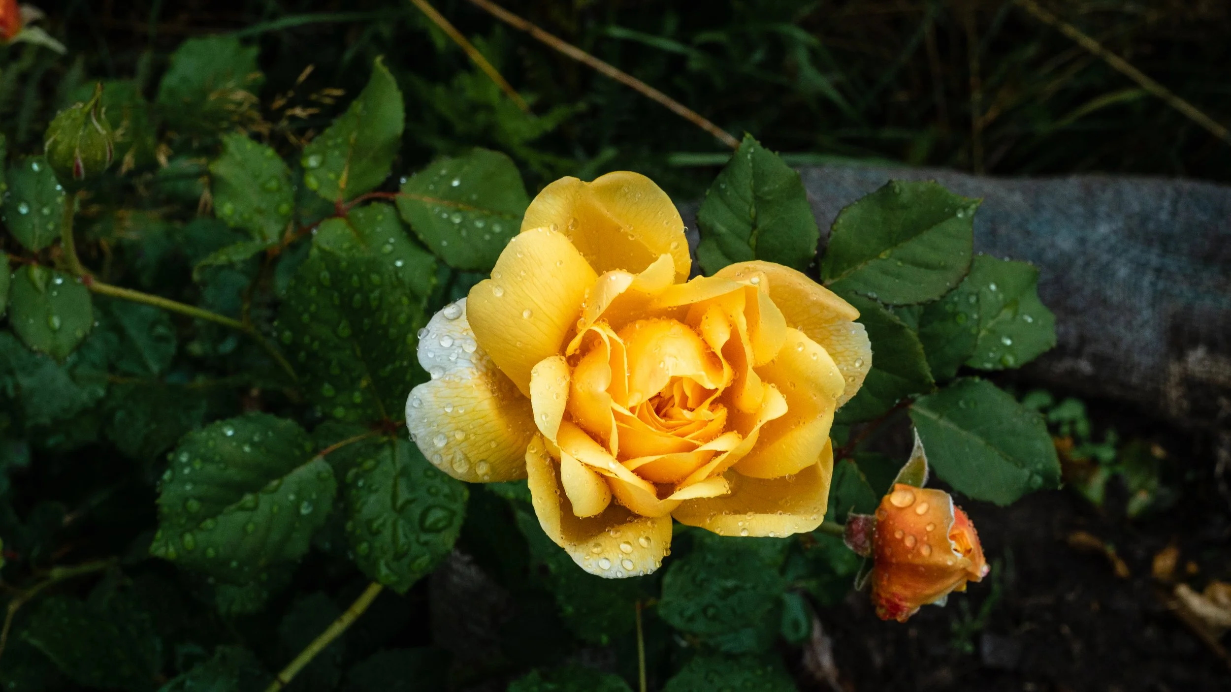 Ystumllyn Rose first blossom