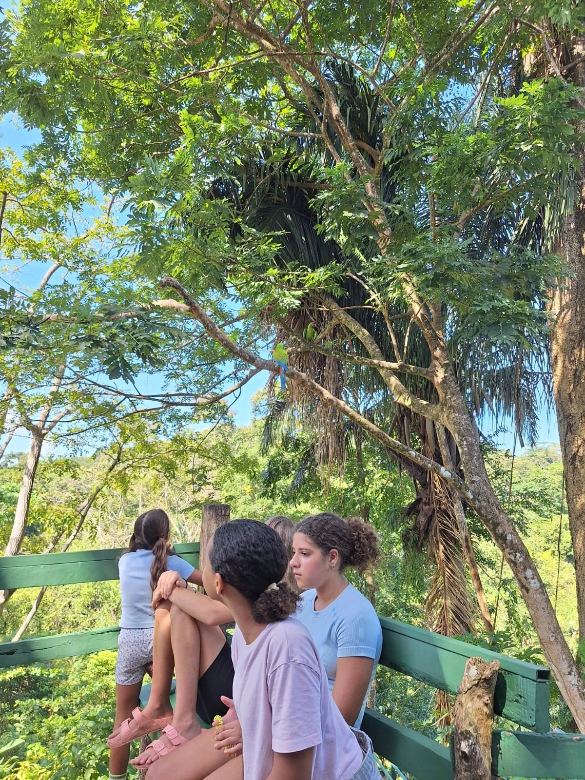 Group of children watching green macaws