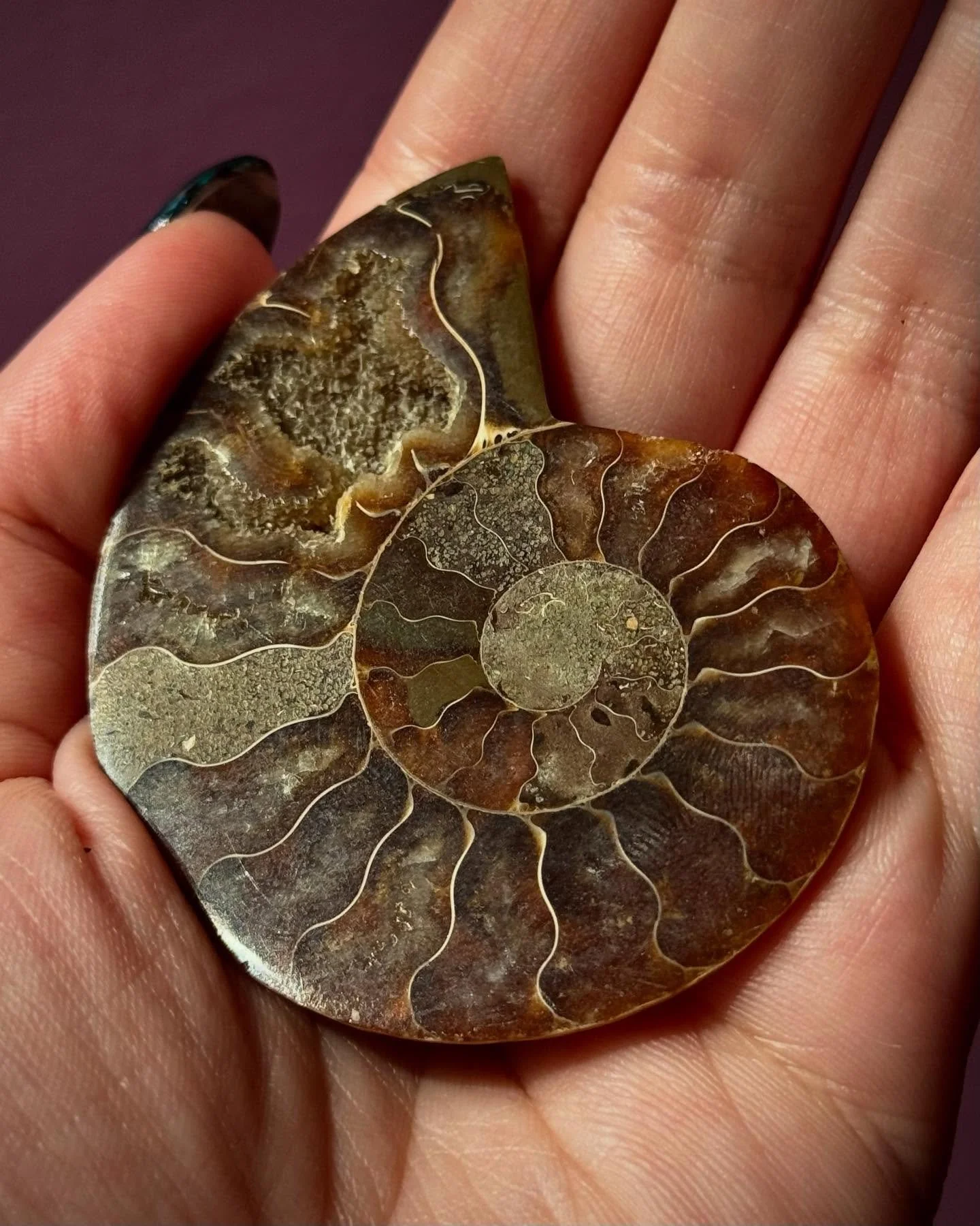 Sometimes ancestor work looks like holding a fossil in your palm.

It&rsquo;s wild to think that this ammonite I&rsquo;m holding was once alive, swimming through the ocean hundreds of millions of years ago, while humanity was still a whisper held wit