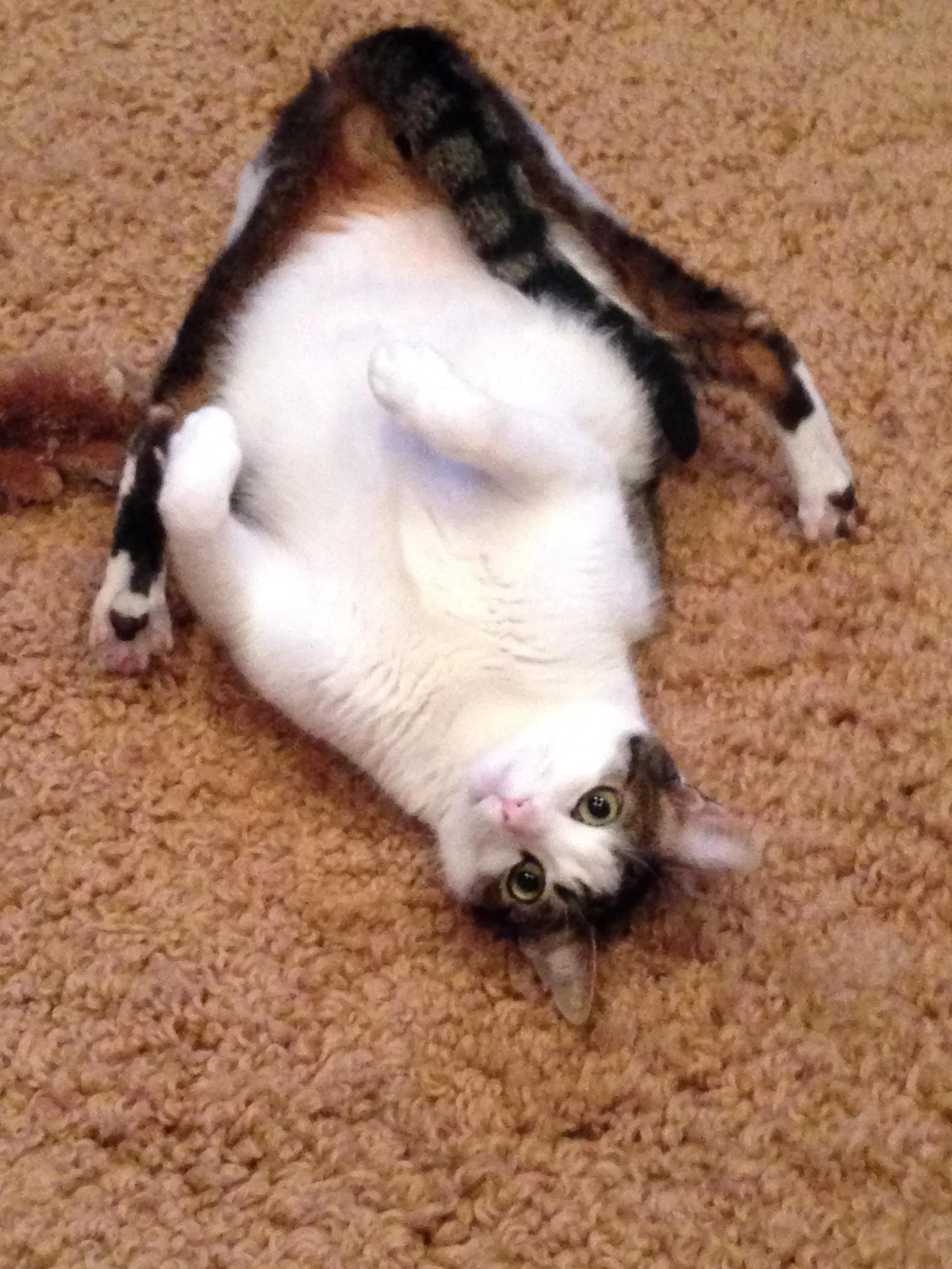 Hercules, a white and tabby cat, lying upside down on a carpet