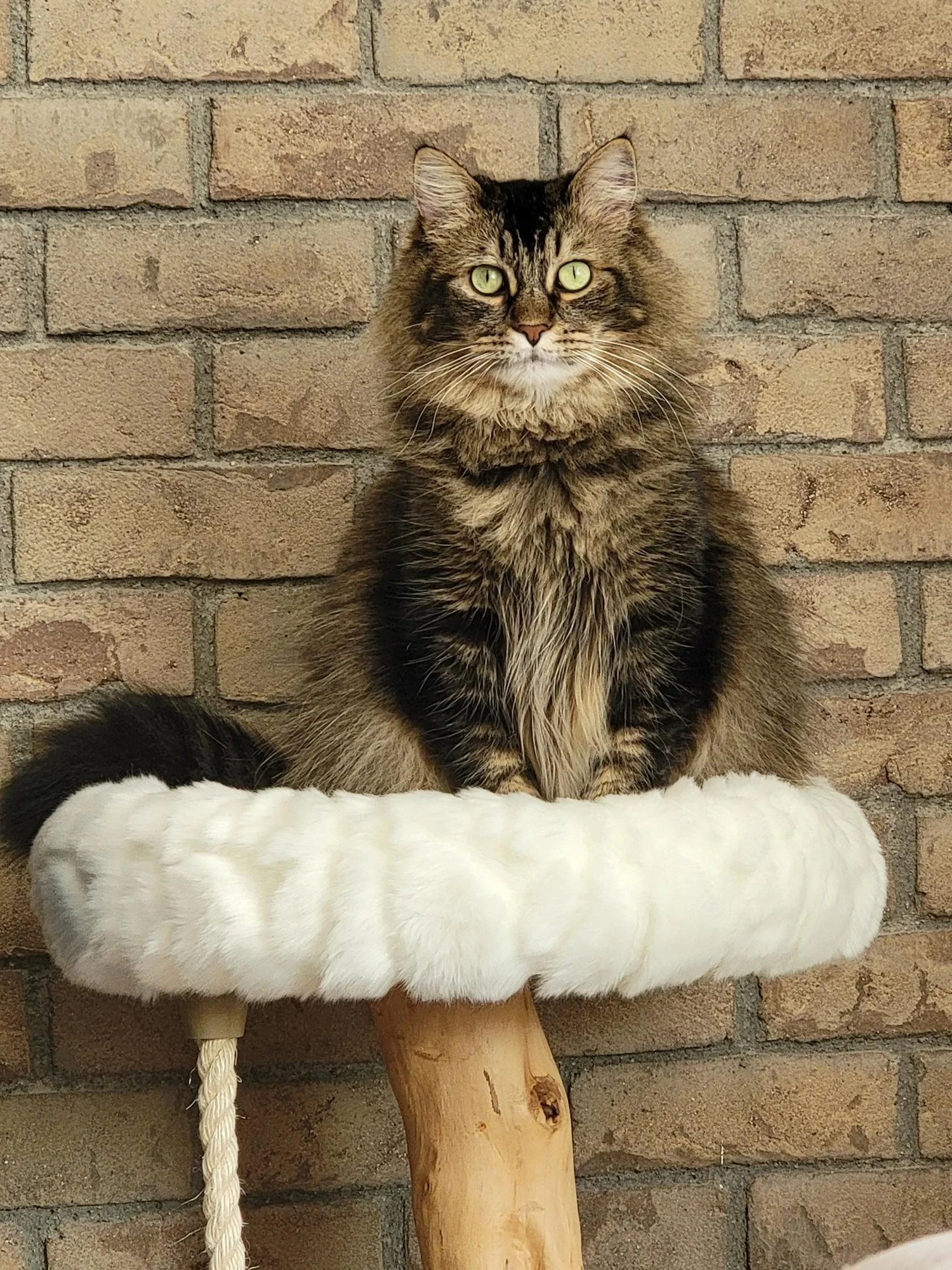 Merlin, a long-haired brown tabby cat, sitting upright on a cat tree against a brick wall