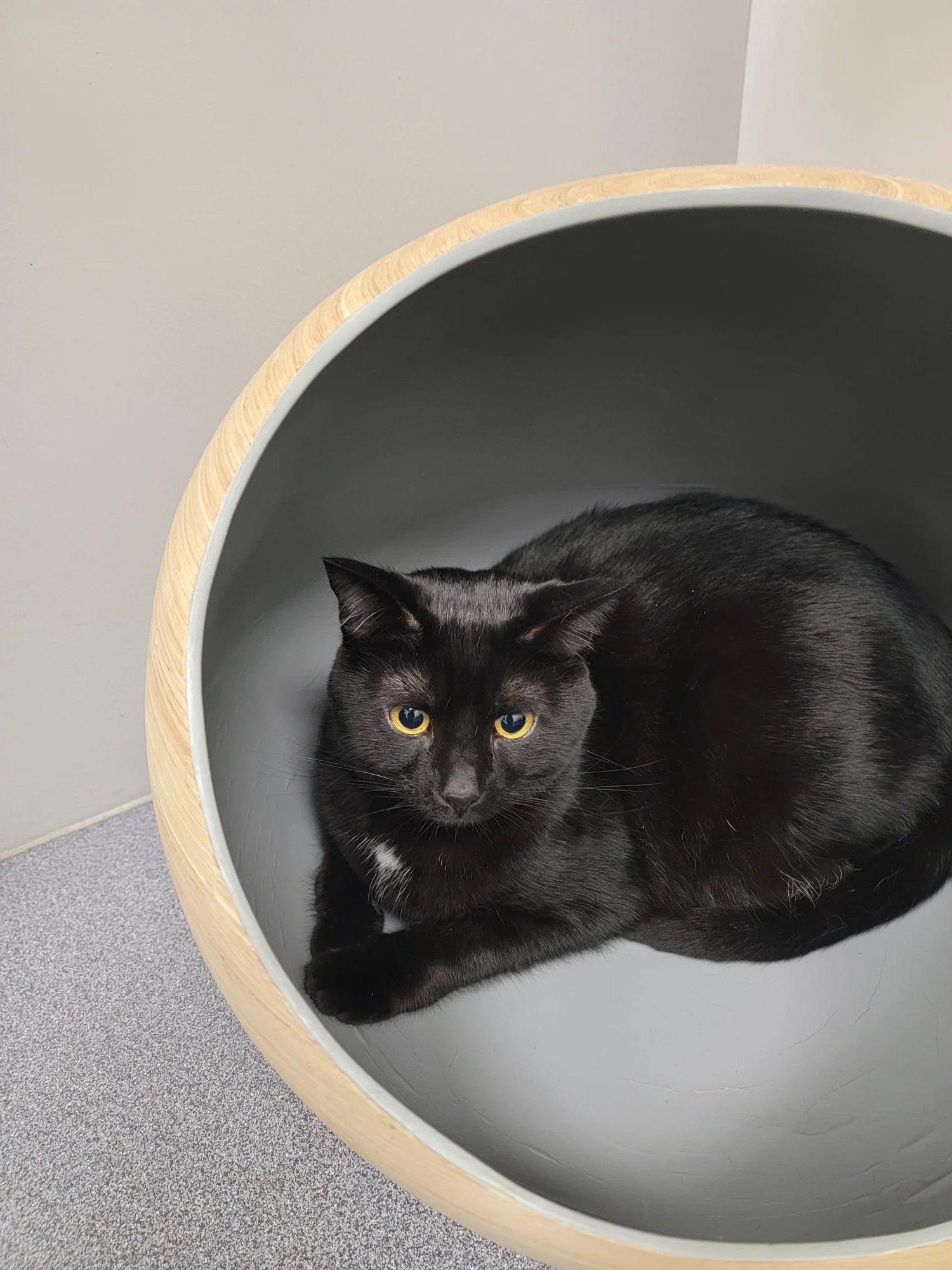 Luna, a small black cat, curled up inside a round bed