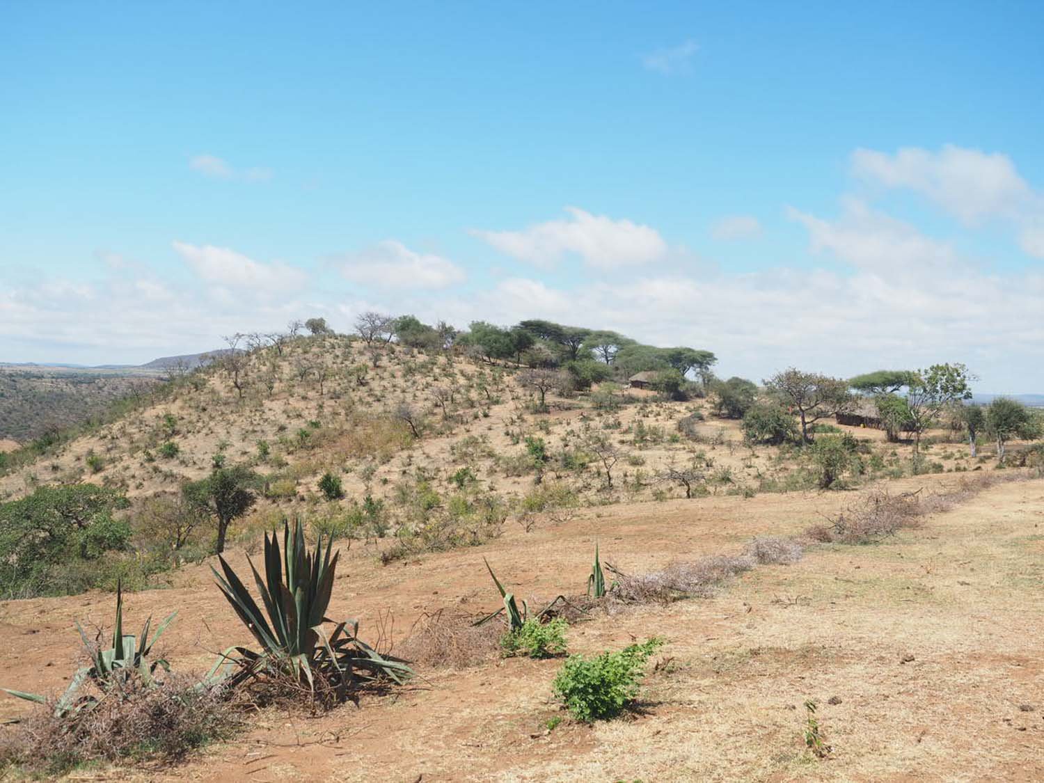 Dry, semi-arid landscape with sparse trees, shrubs, and a hill in the background under a blue sky with scattered clouds.