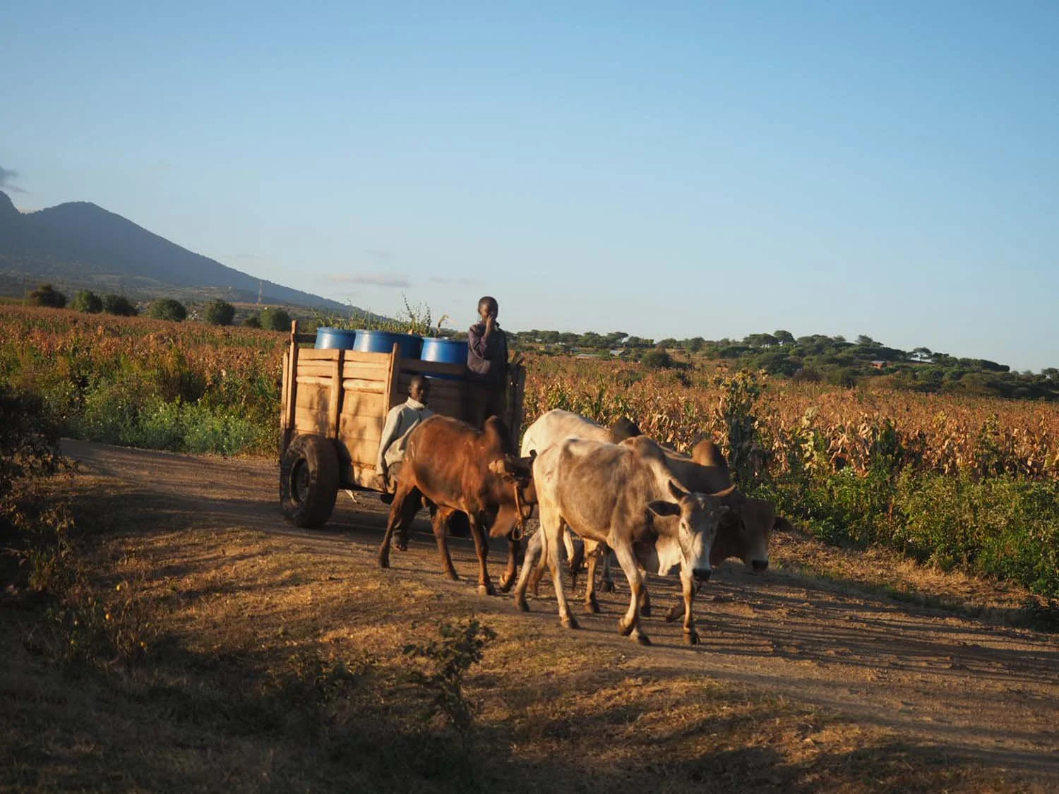 A dirt road with a cattle-drawn cart moving through a rural landscape with fields and hills in the background.
