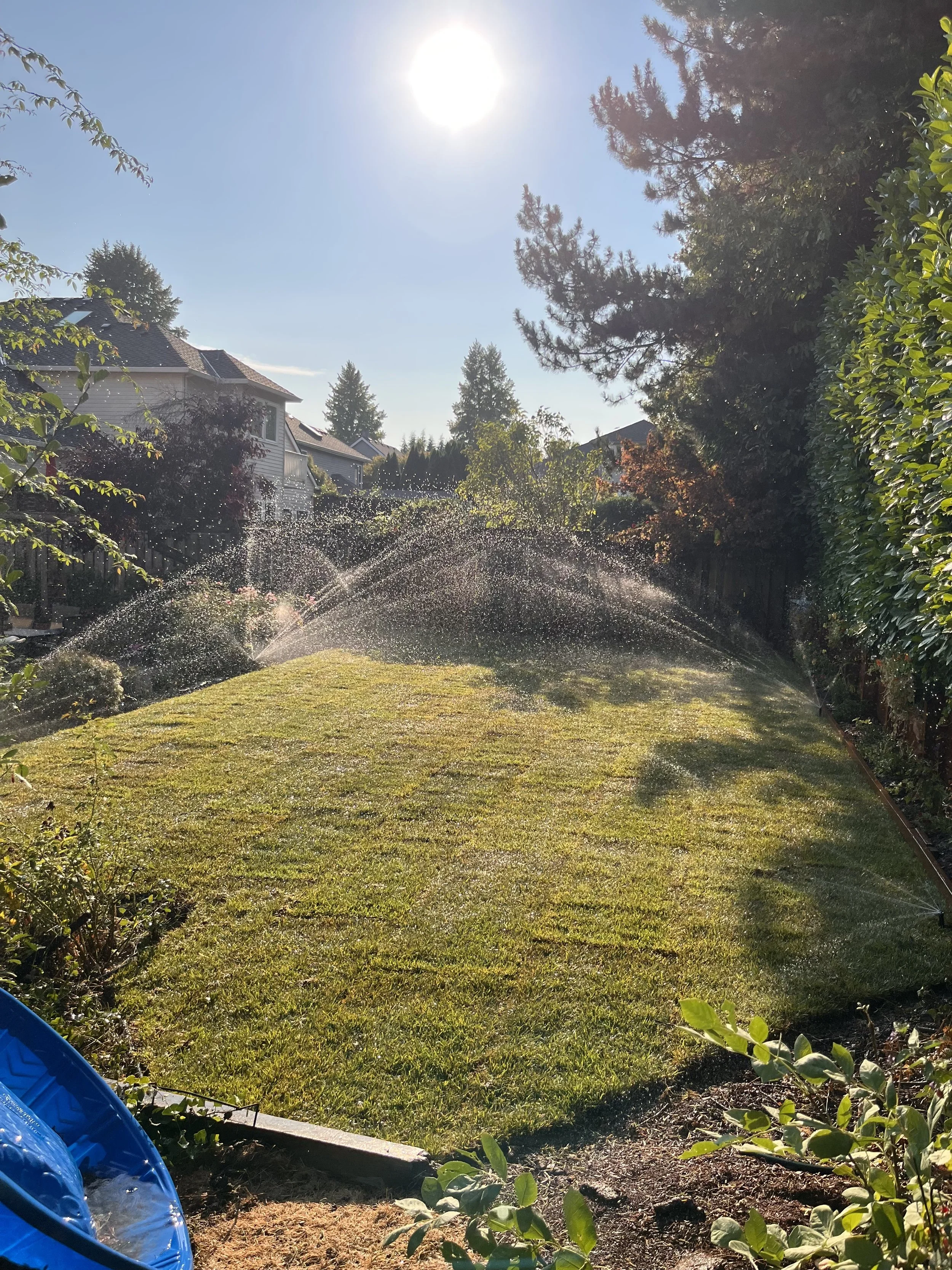 After new grass and sprinkler system set up 