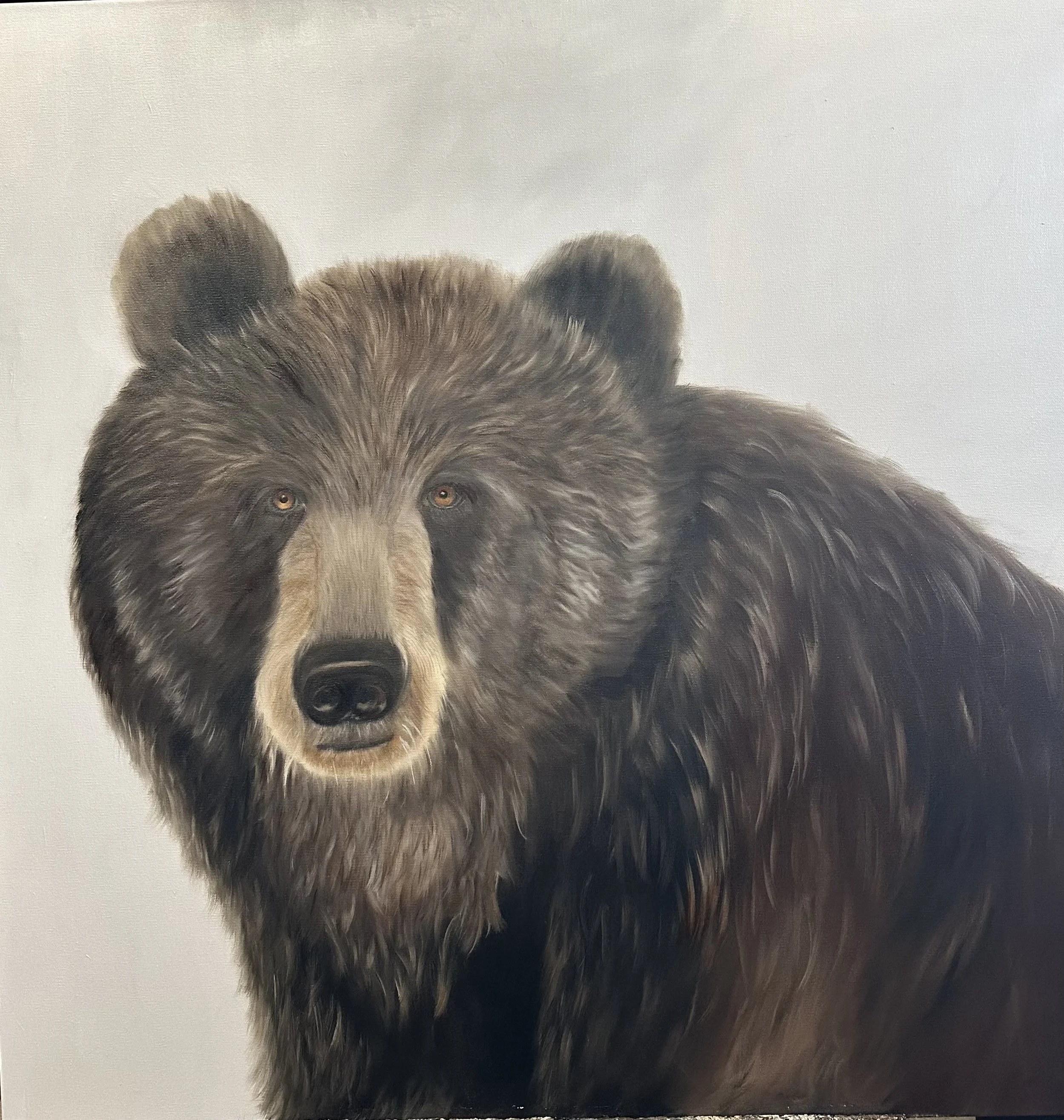 Brown Bear