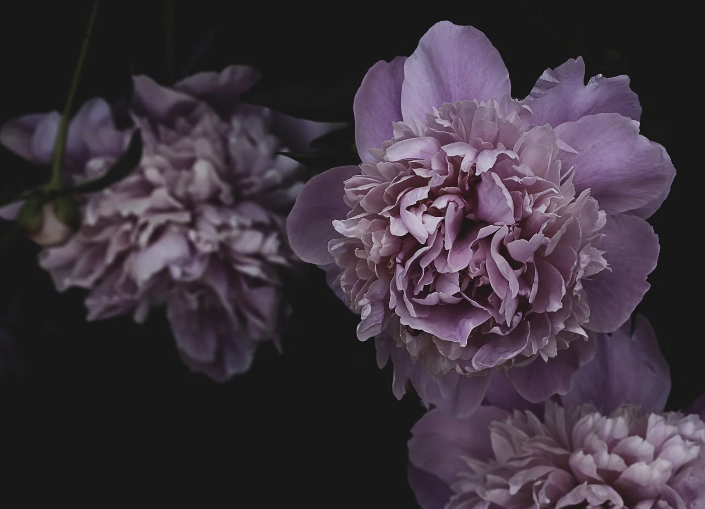 Peony 2026