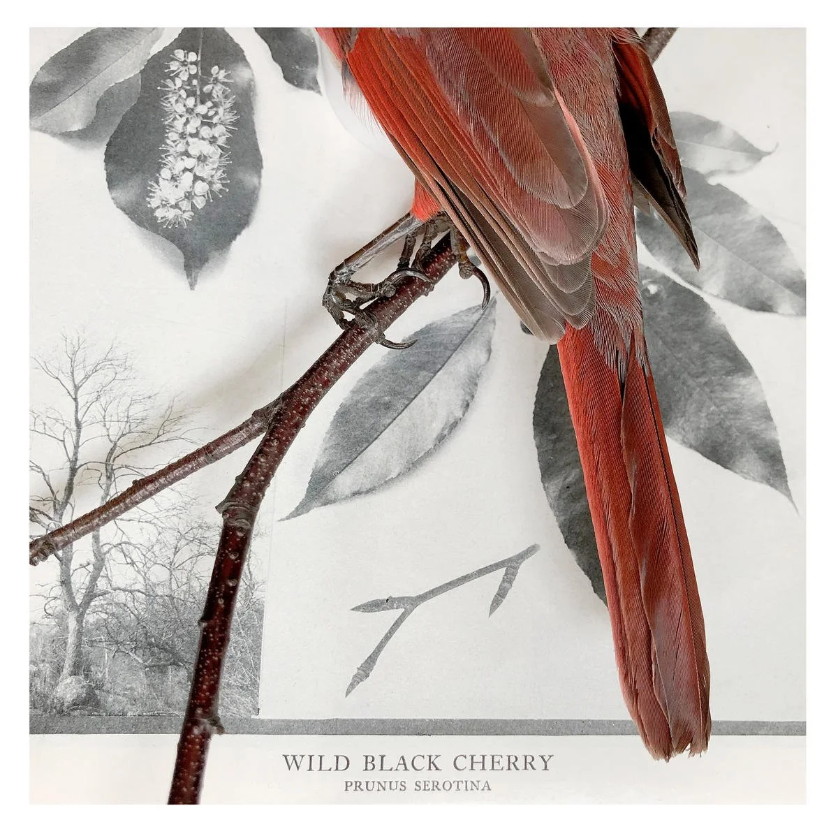 wildblackcherry-juliemeridian-shumakercurated.png