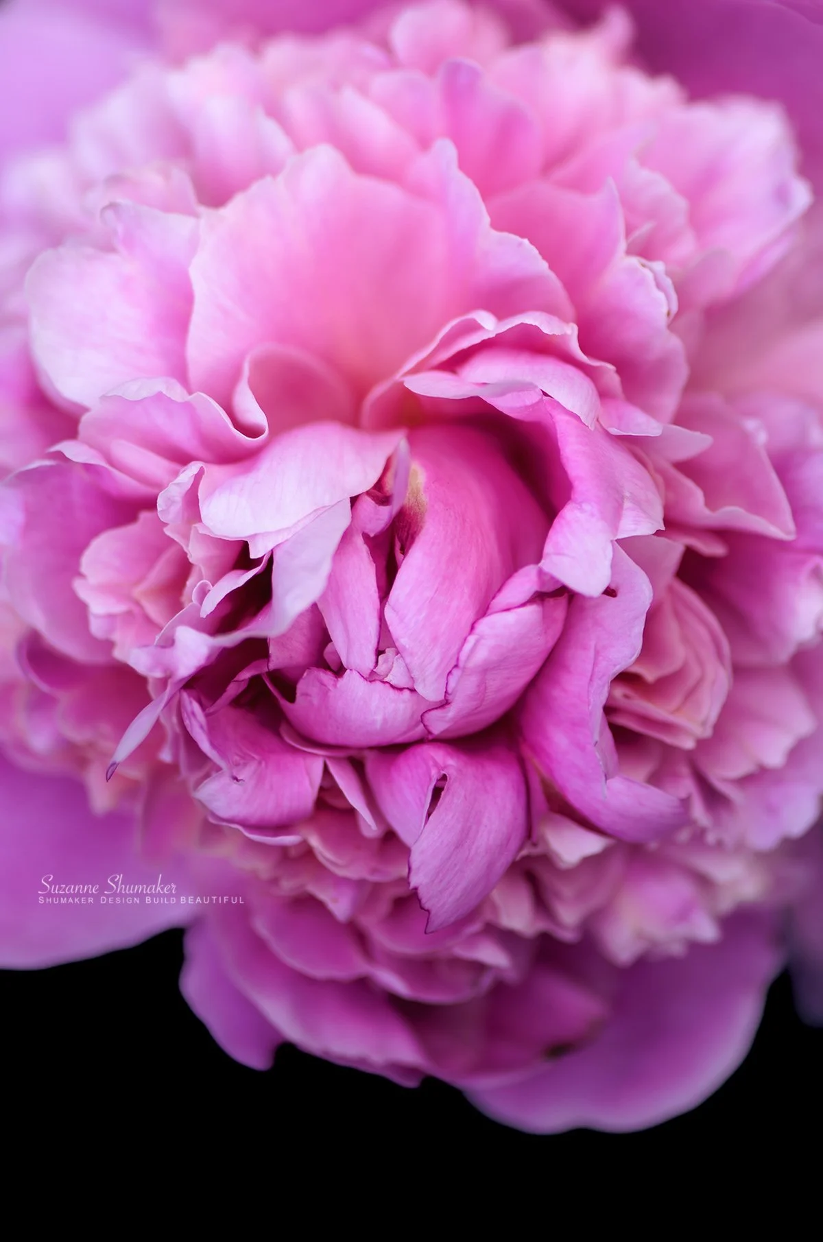 Gaby's Peony