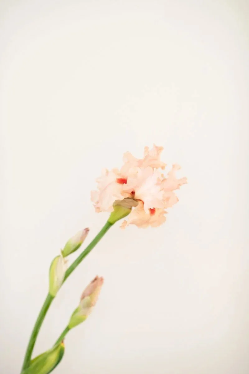 Iris - Vanessa Filley