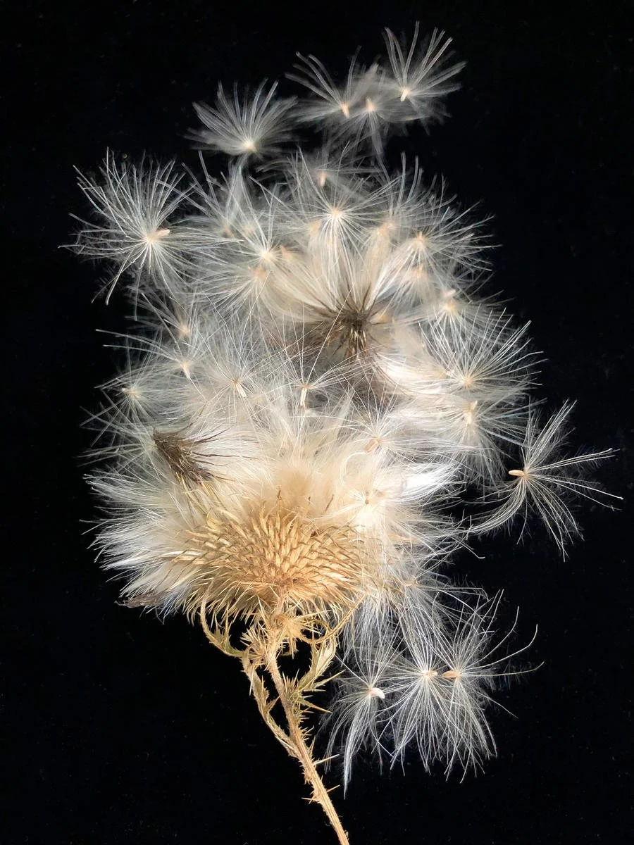 THISTLE1-JulieMeridian-shumakercurated.jpg