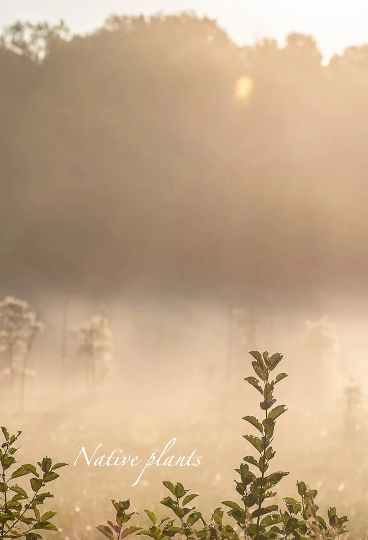 Beyond the walls, the White House marsh breathes its own art.