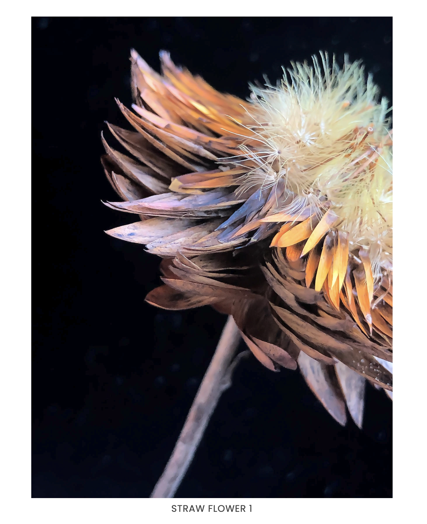 Straw flower 1 .png