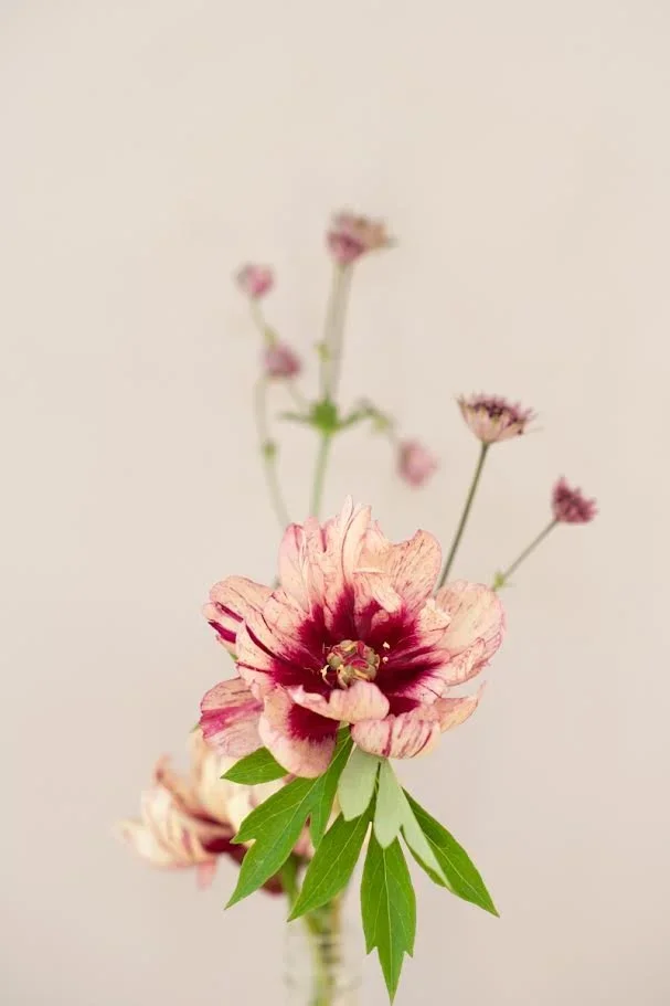 Anemone