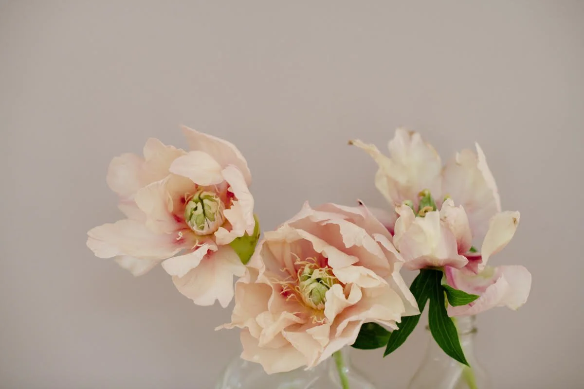 Peonies - Vanessa Filley