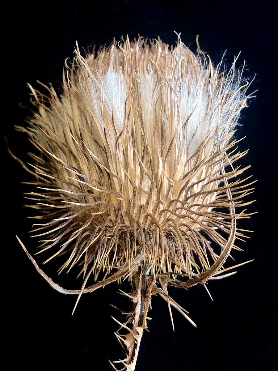 THISTLE4-JulieMeridian-shumakercurated.jpg