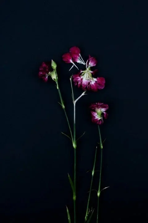 Floral- Vanessa Filley