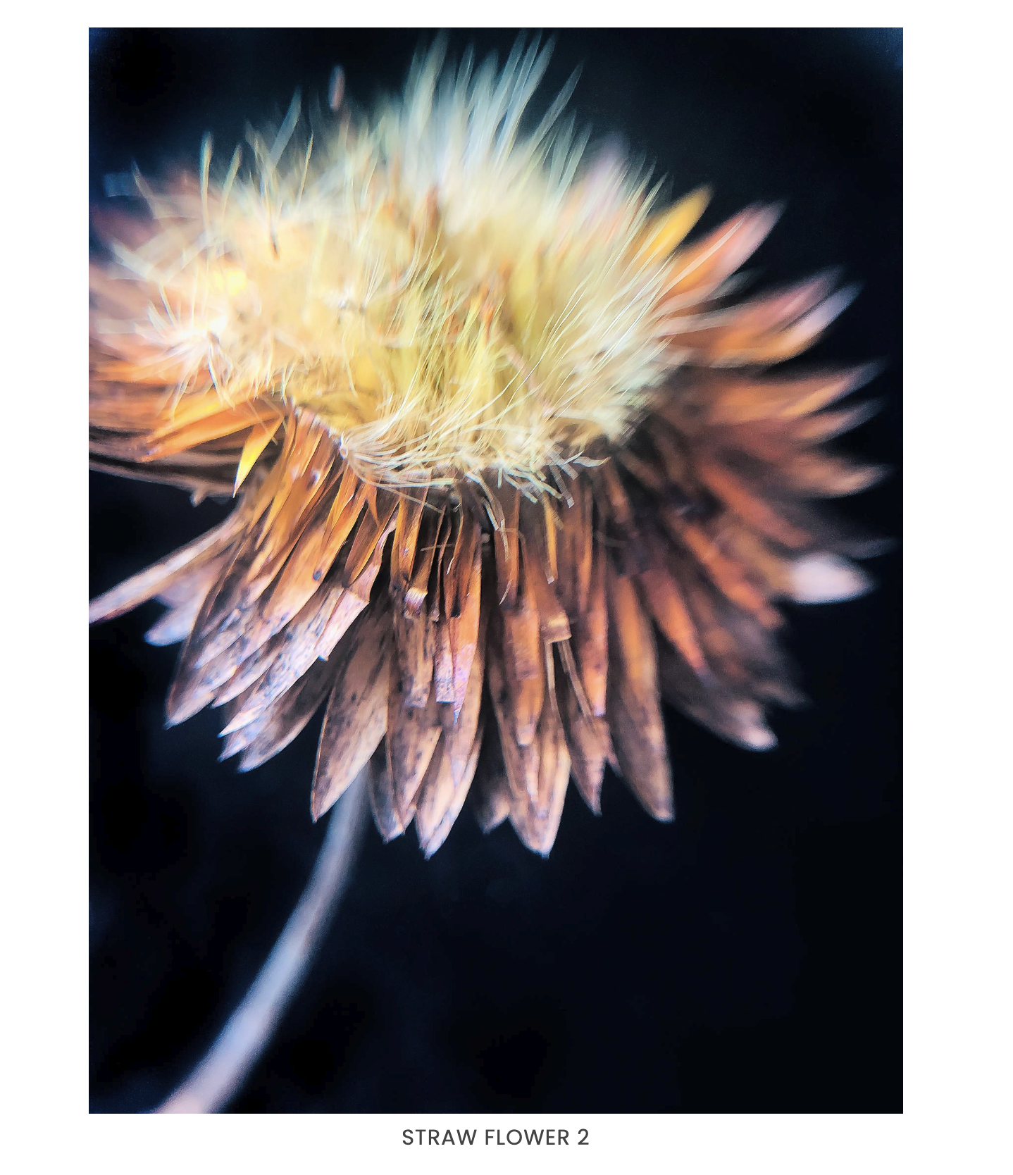 Strawflower 2.png