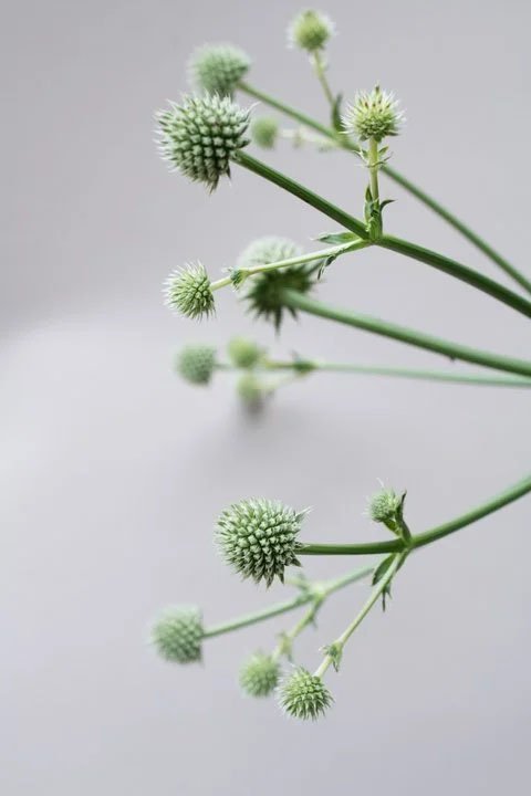 Rattlesnakes- Vanessa Filley