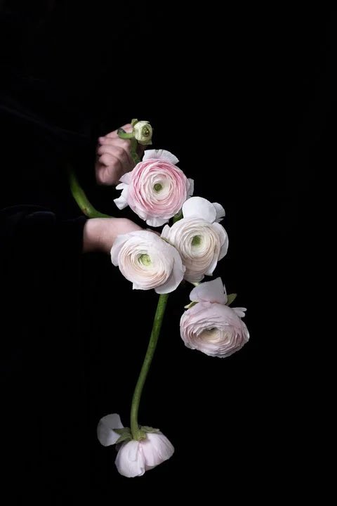 Ranunculus- Vanessa Filley