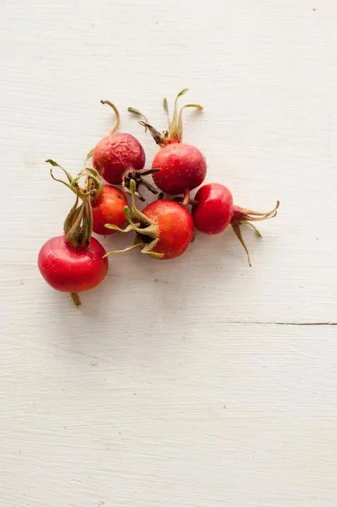 Rose Hips - Vanessa Filley