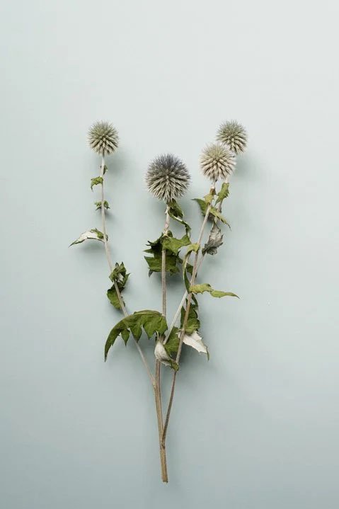Echinops- Vanessa Filley