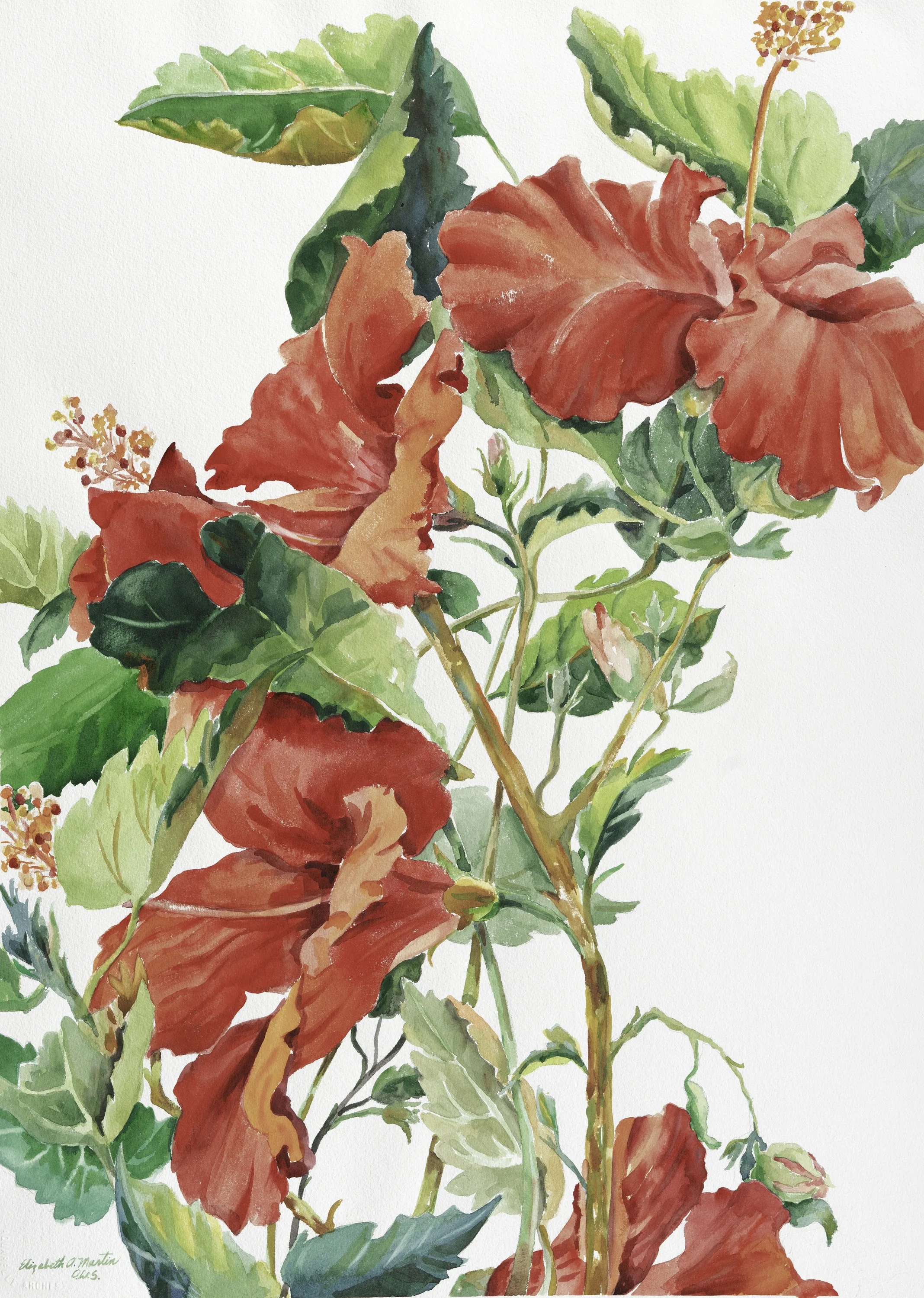 redhibiscus-shumakercurated.jpg