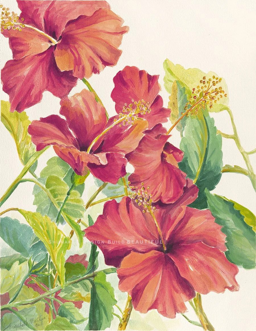 Hibiscus-  Elizabeth Martin