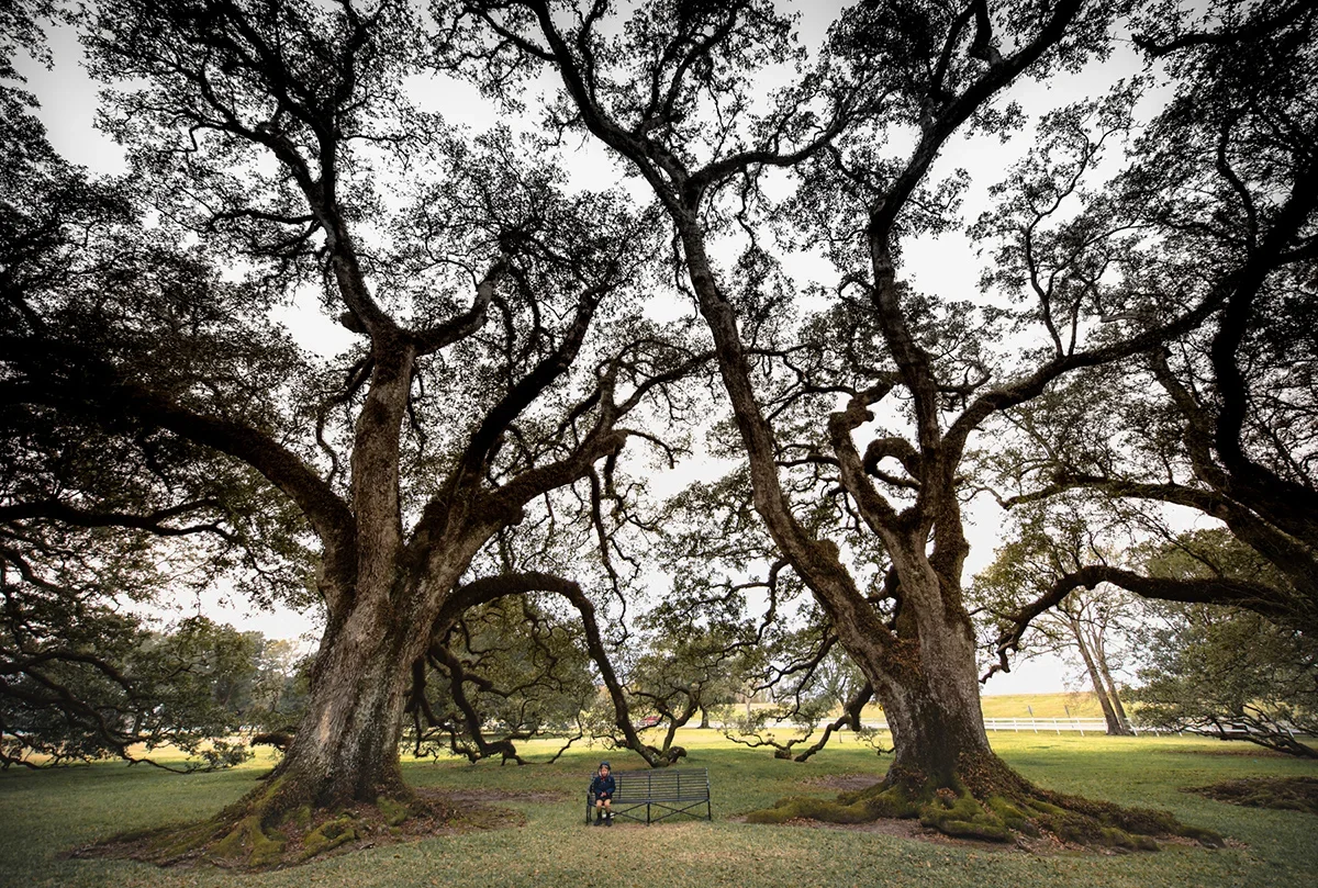 Live Oaks,  2017