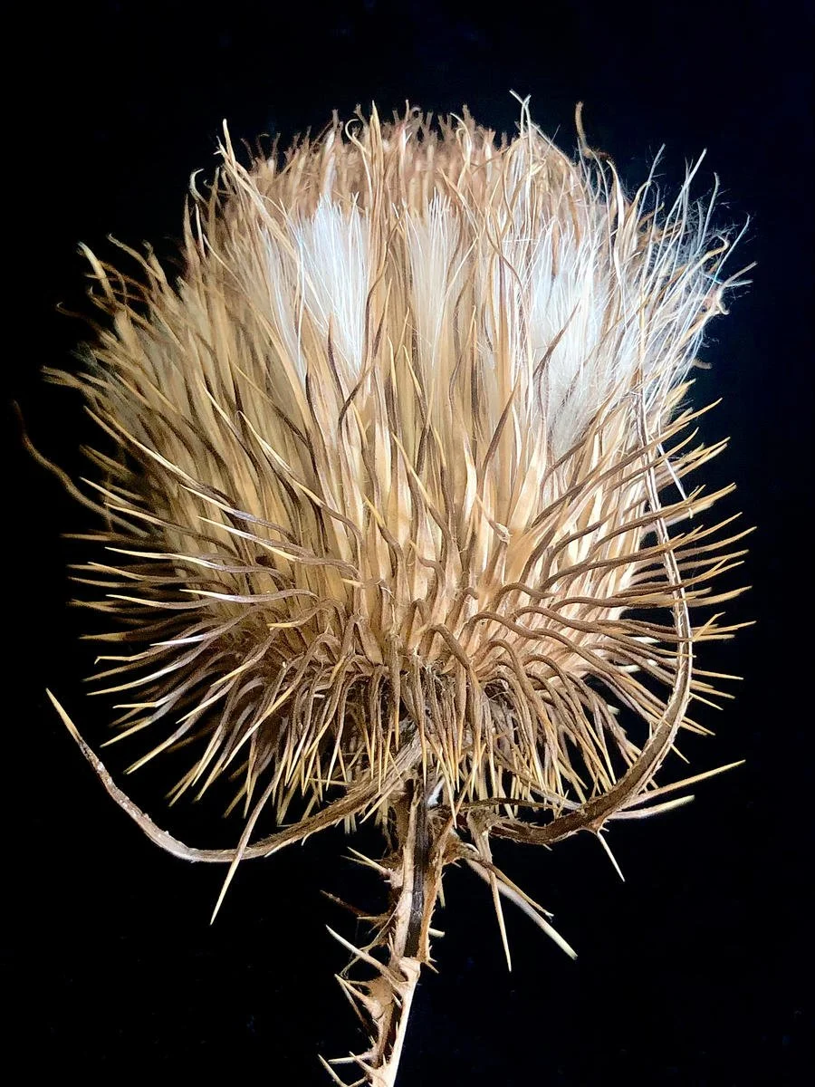 THISTLE I, III, IV - Julie Meridian