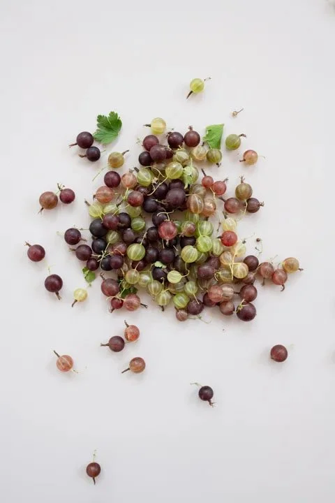 Gooseberries - Vanessa Filley