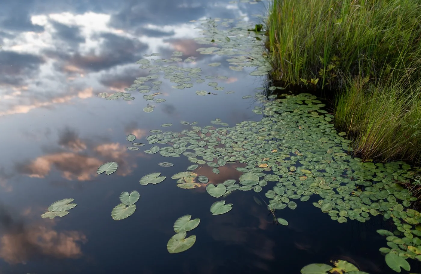 Lily Pad_3, 2018