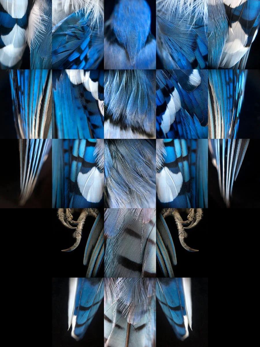 blue21-composite-shumakercurated copy.png