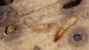 Termite Activity Begins Long Before Most People Notice