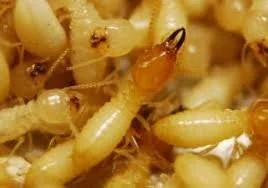 Why Termites Often Appear in Late Winter