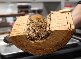 Early Warning Signs of Termite Activity