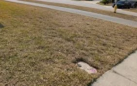Why Your Lawn Looks Dead After the Freeze (And Why It Probably Isn’t)