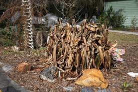 When to Prune After a Freeze (Trees, Palms, and Ornamentals)