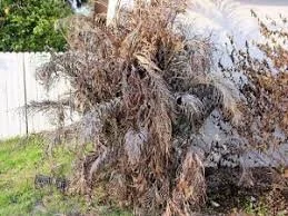 Palm Trees After Frost: What Damage Really Means