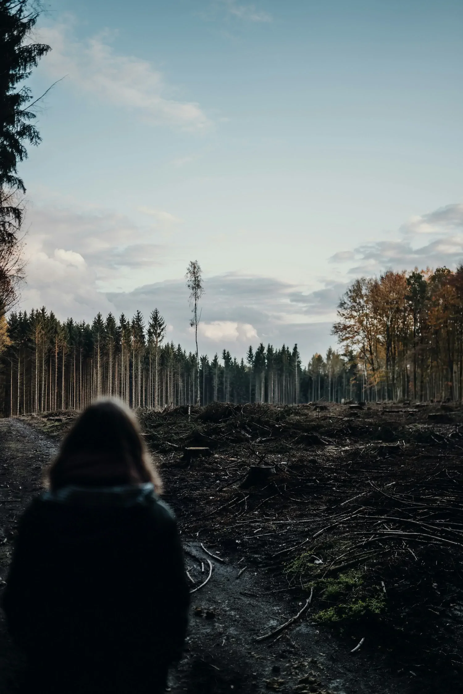 Person looking at burnt forest
