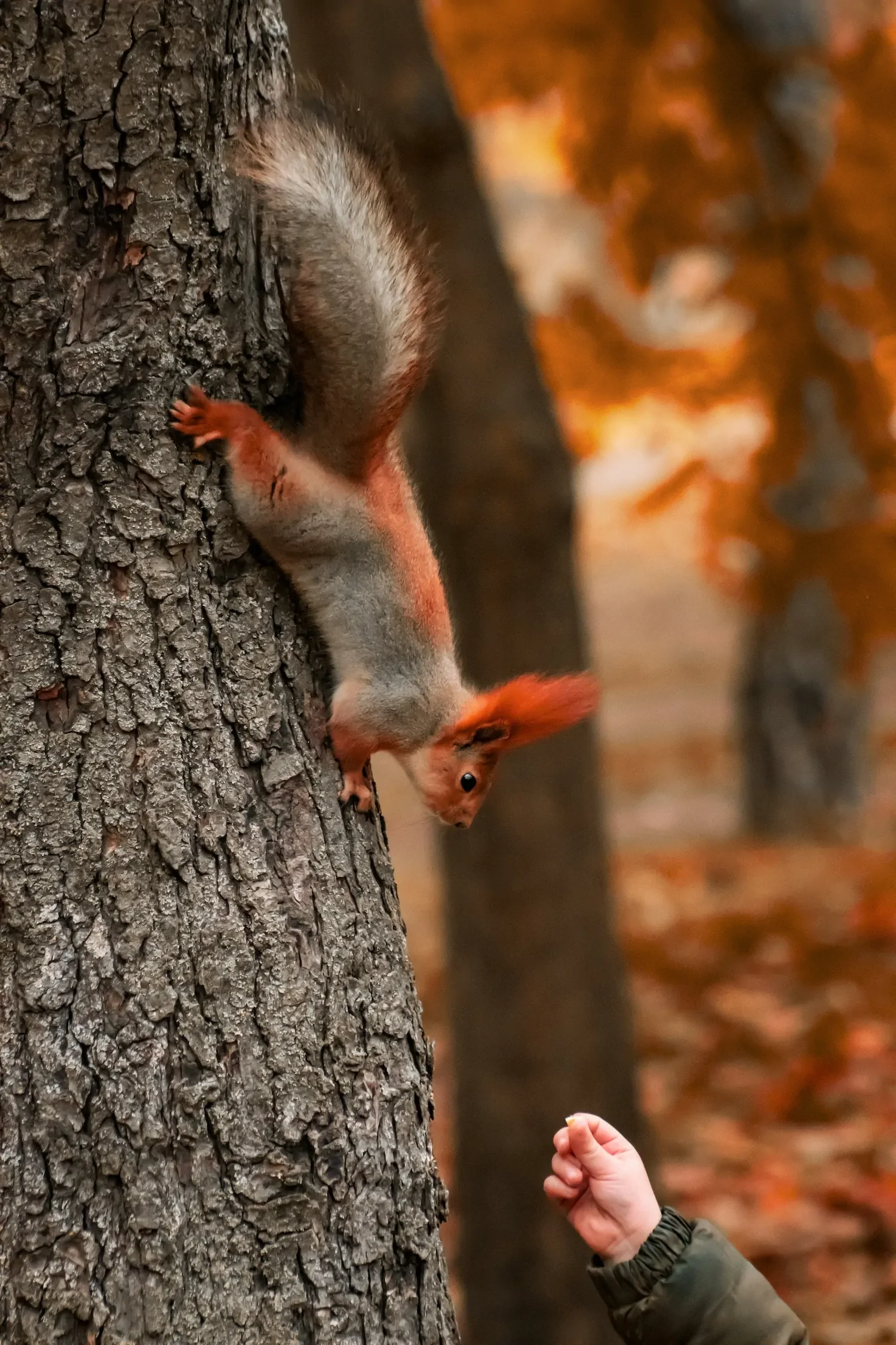 Child's hand reaching toward curious squirrel