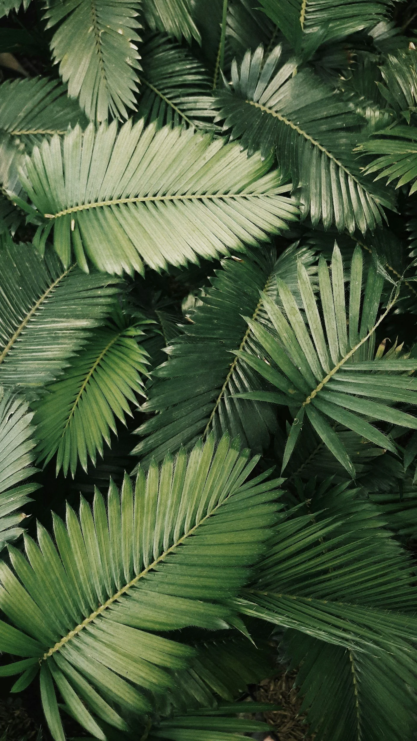 Multiple overlapping green palm leaves with parallel veins and serrated edges.