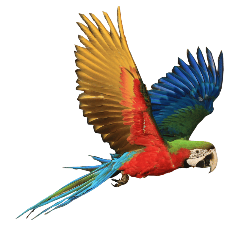 Colorful macaw with green, red, blue, and yellow feathers flying against a black background.