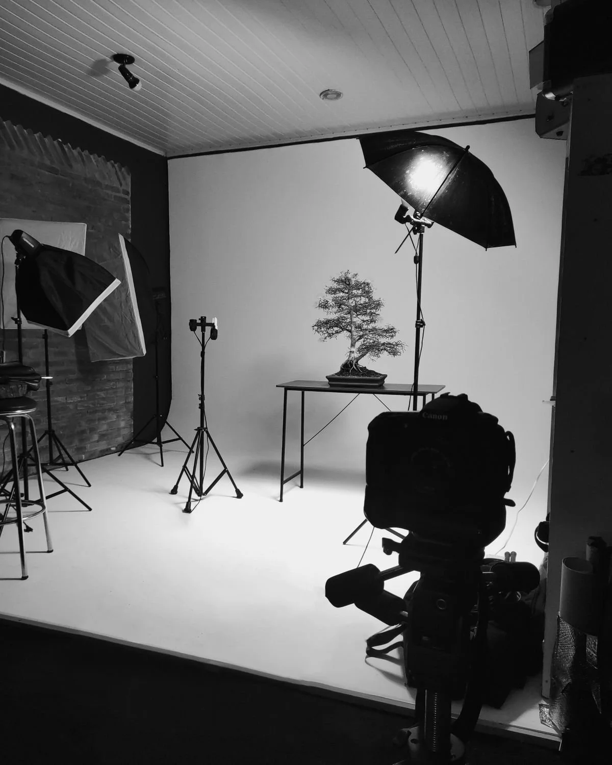 Estudio fotográfico con fondo blanco y equipo de iluminación, pedestales y una mesa con un árbol en miniatura.