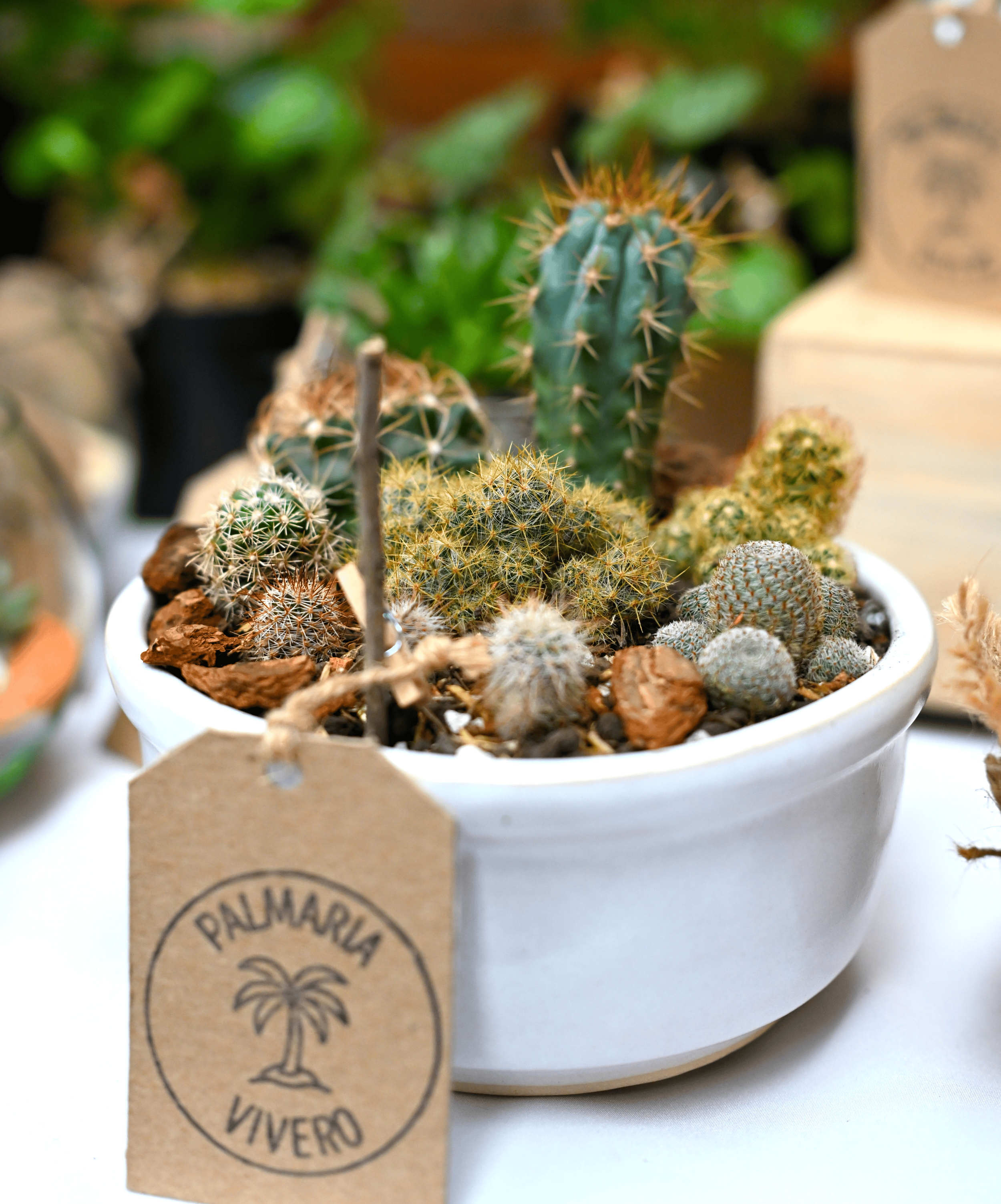[fotos-plantas--cactus-profesionales]-[bogota-colombia]-futuro.png