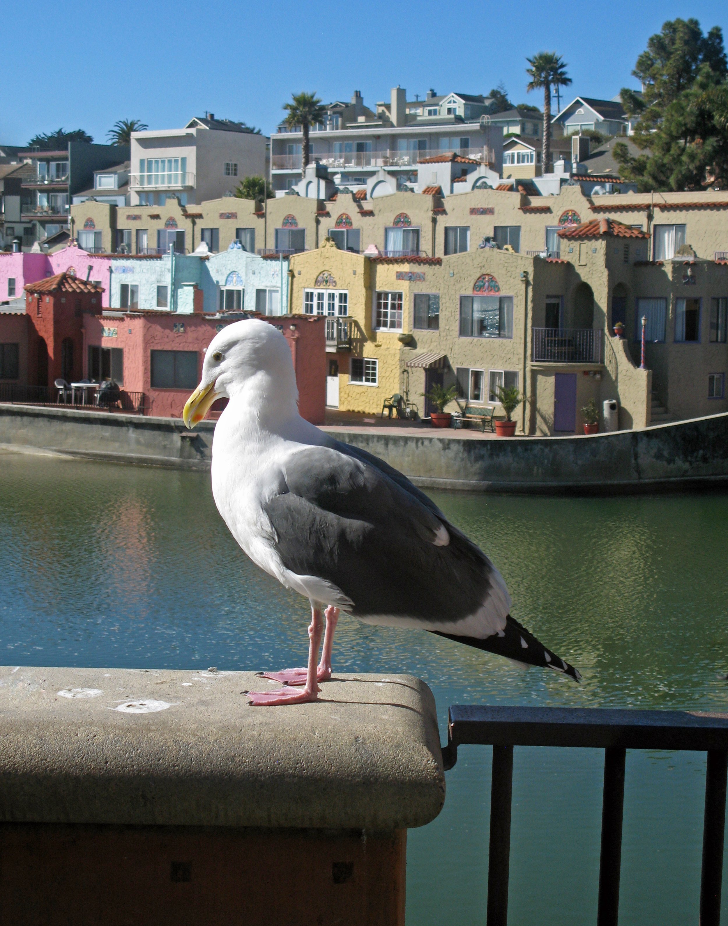 Santa Cruz Seagull