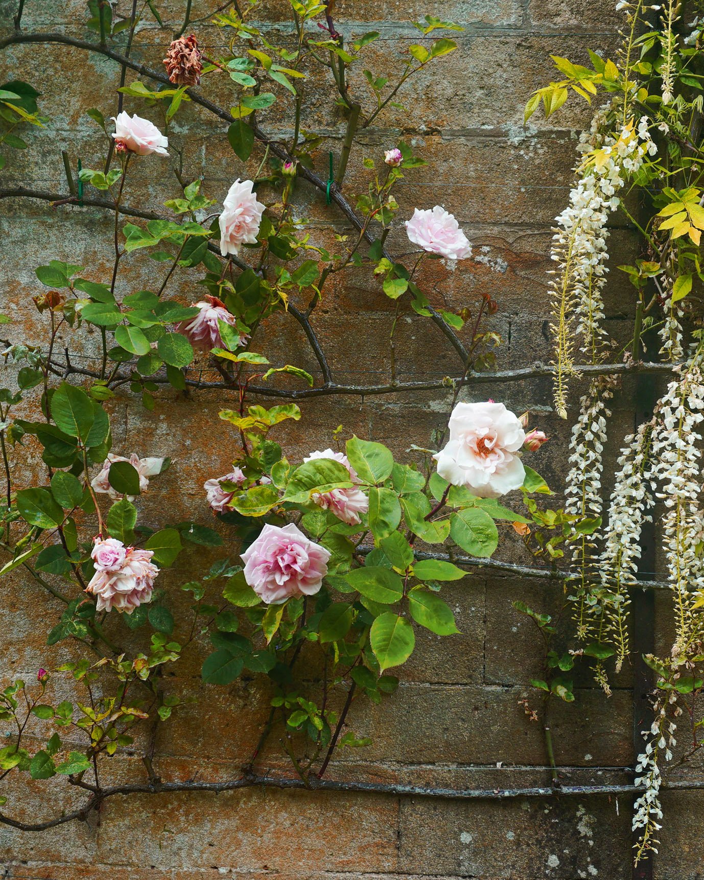 Flowers and Wall 2.jpg